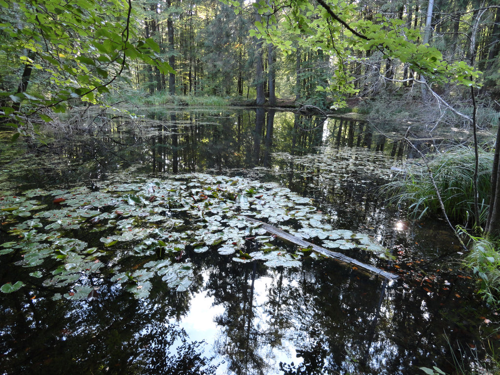 Egelsee Nietheim